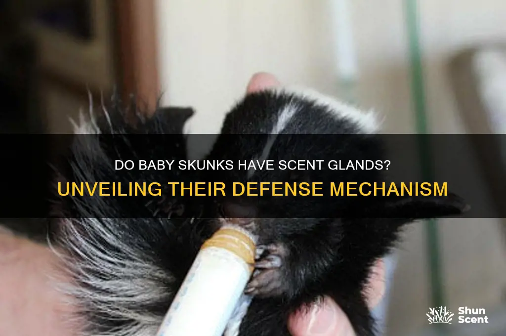 do baby skunks have scent glands