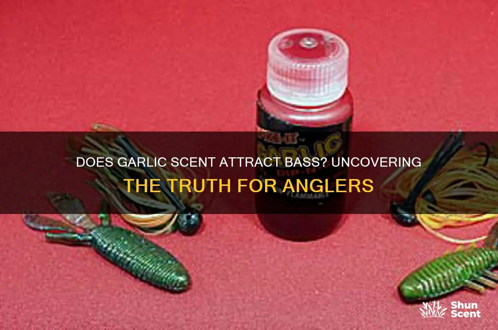 do bass like garlic scent