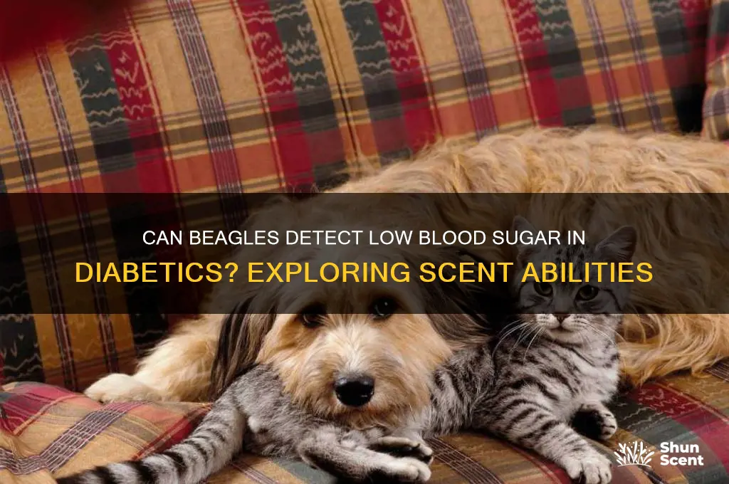 do beagles scent when a diabetic blood sugar gets low