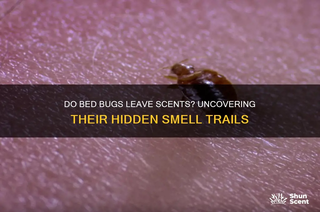 do bed bugs leave behind scents
