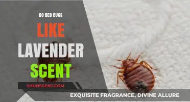Does Lavender Repel Bed Bugs? Unveiling the Scent's Effectiveness