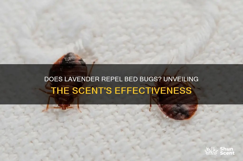 do bed bugs like lavender scent