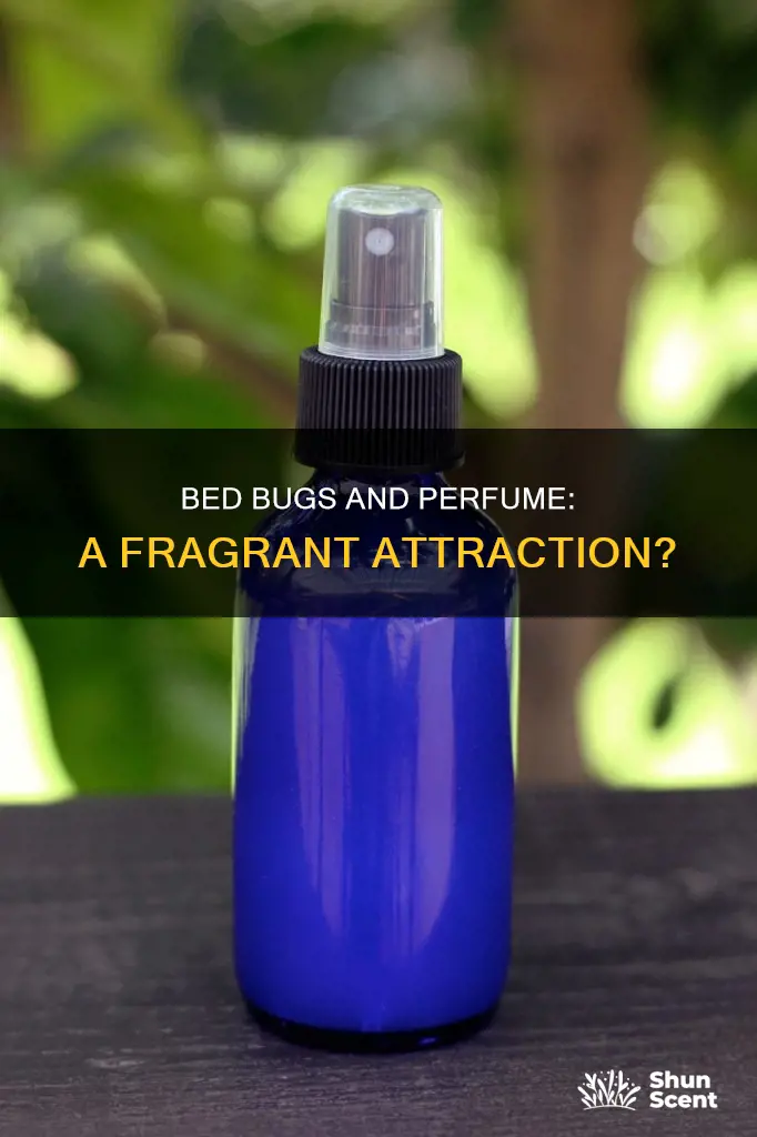 do bed bugs like perfume smell