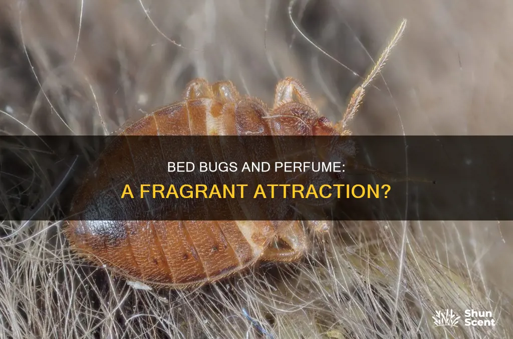 do bed bugs like perfume