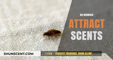 Do Bedbugs Attract Scents? Unraveling the Myth and Facts