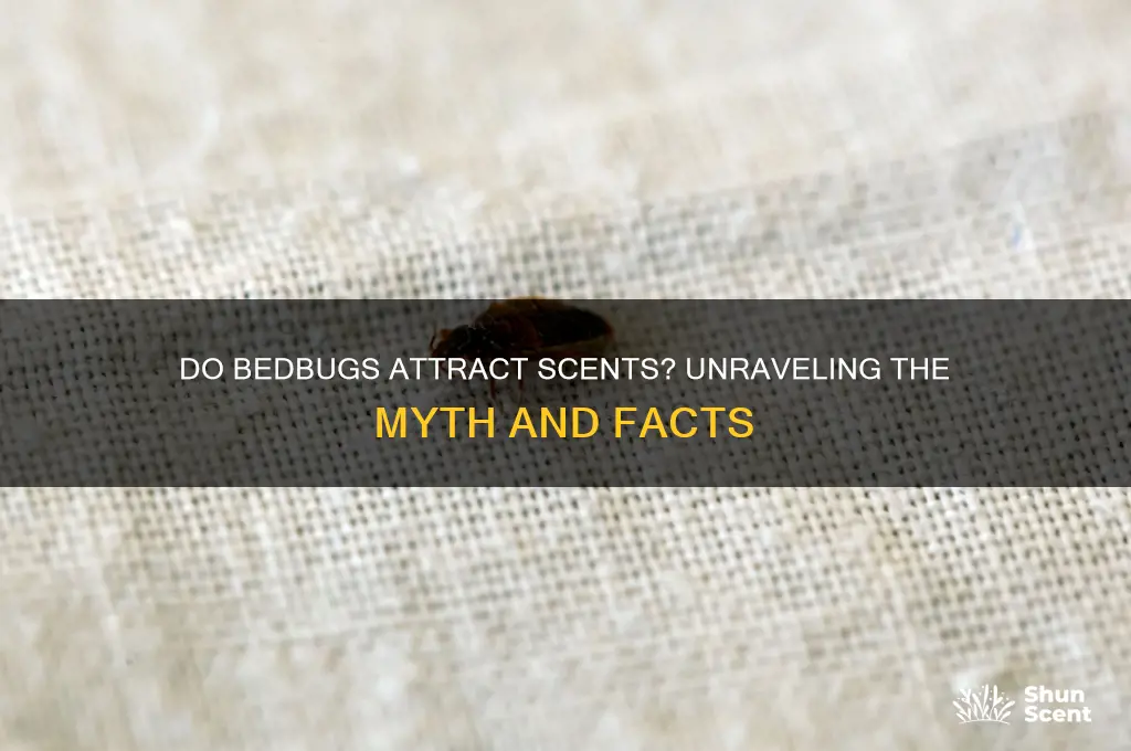 do bedbugs attract scents