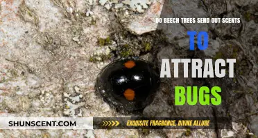 Do Beech Trees Use Scents to Attract Bugs? Exploring the Science