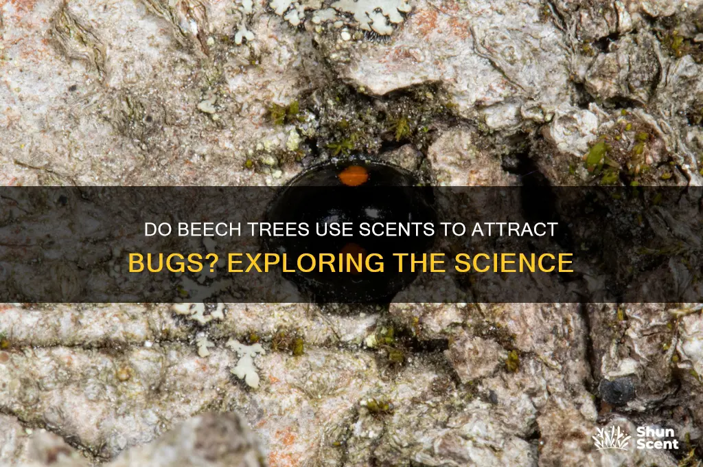 do beech trees send out scents to attract bugs
