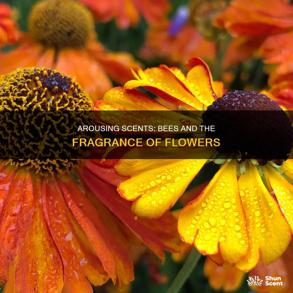 do bees get aroused with flower fragrance