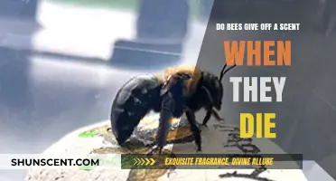 Do Dying Bees Emit a Scent? Uncovering the Truth Behind Their Final Moments