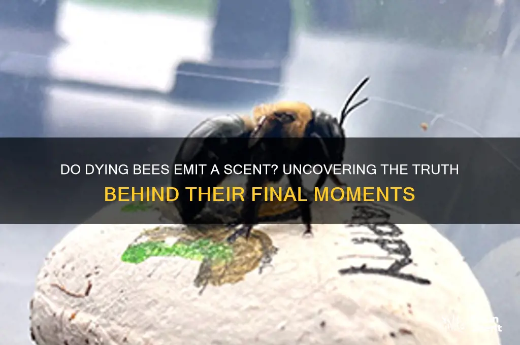 do bees give off a scent when they die