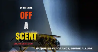 Do Bees Emit Scents? Unveiling the Aromatic Secrets of Honeybees