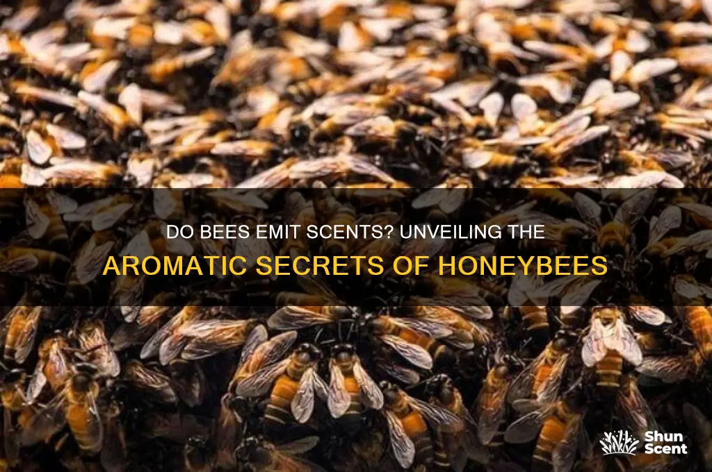 do bees give off a scent