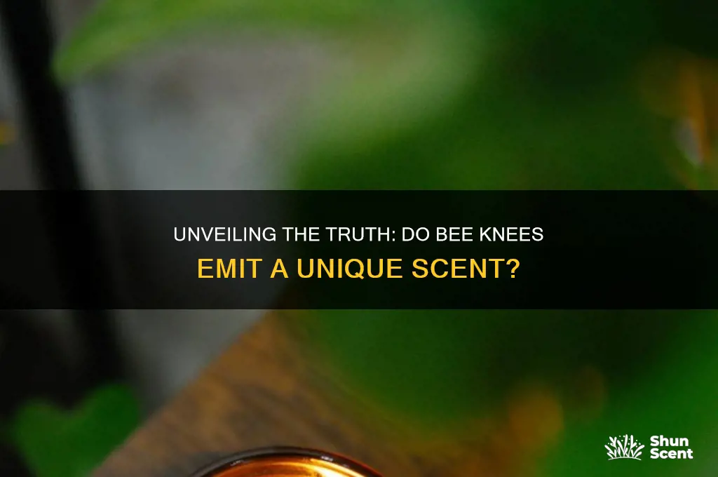 do bees knees have a scent