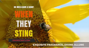 Do Bees Leave a Scent When They Sting? Uncovering the Truth