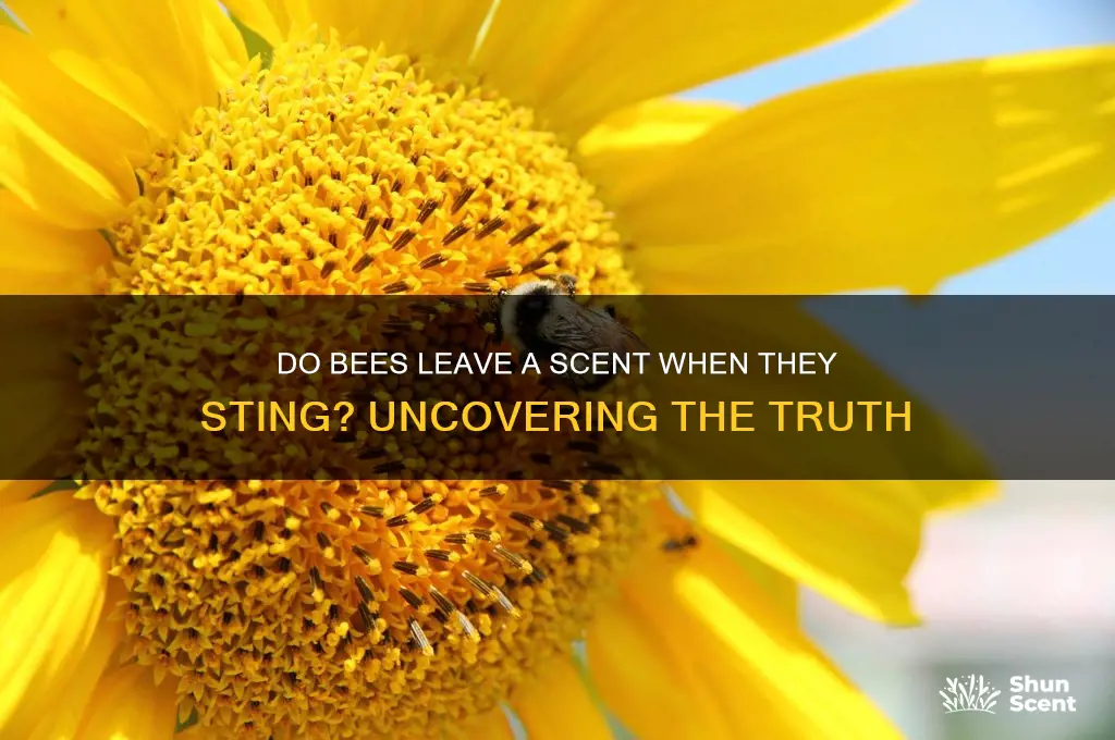 do bees leave a scent when they sting