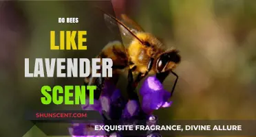 Do Bees Like Lavender Scent? Unveiling the Buzzing Truth