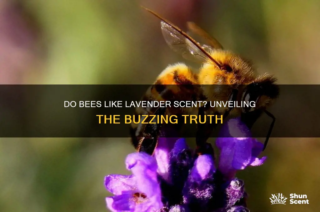 do bees like lavender scent
