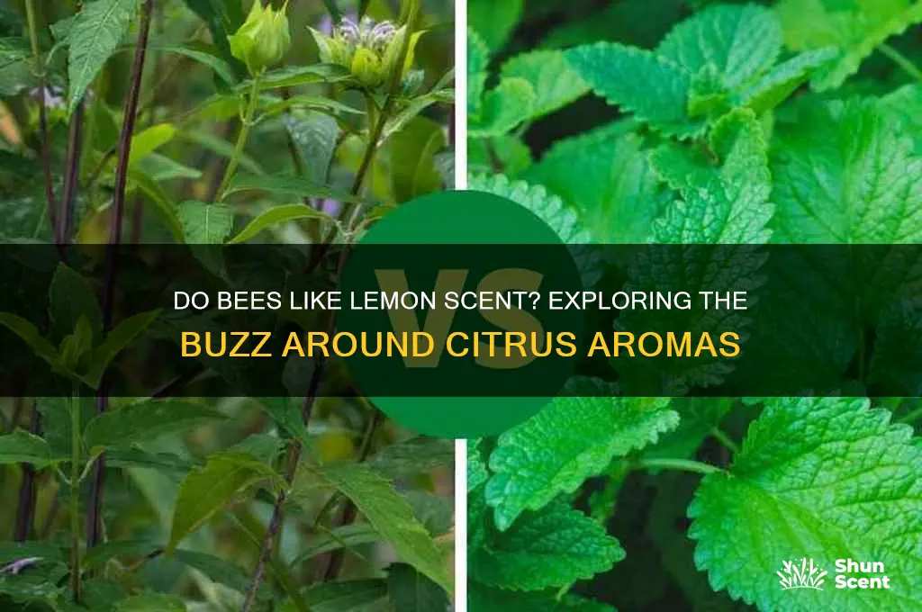 do bees like lemon scent