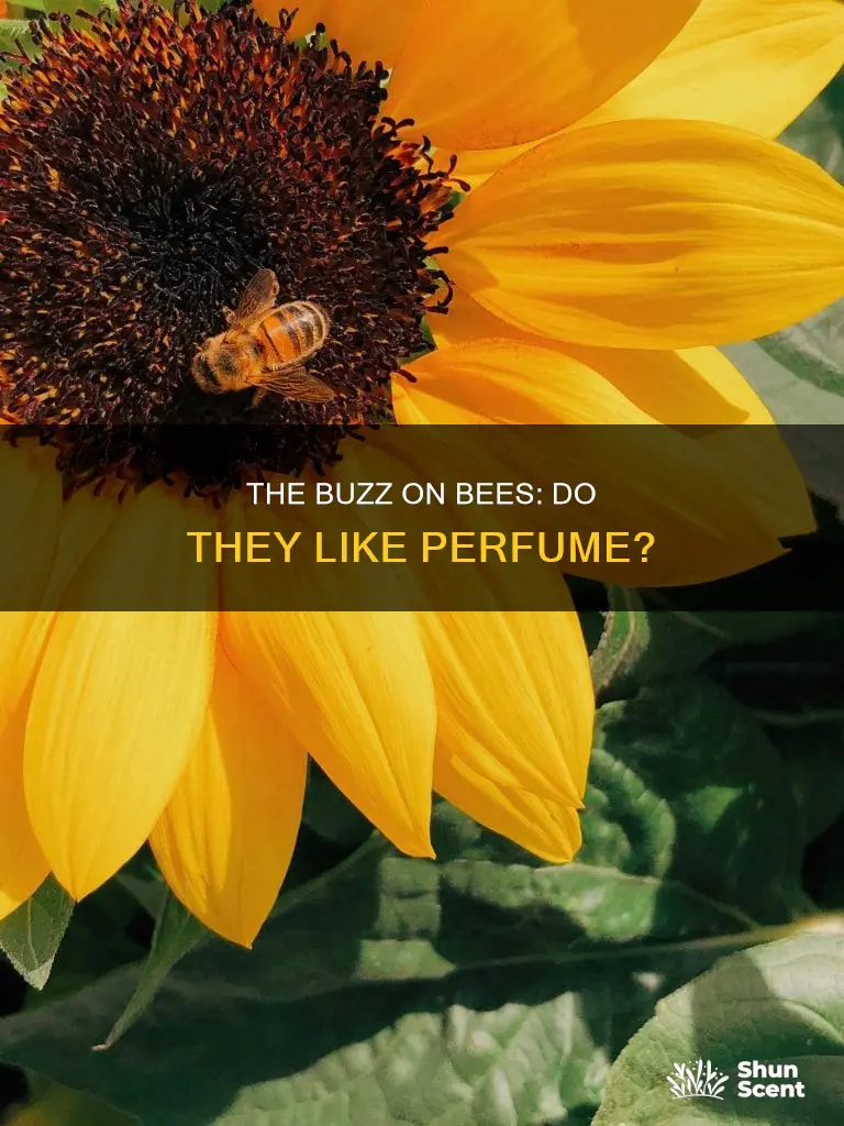 do bees like perfume