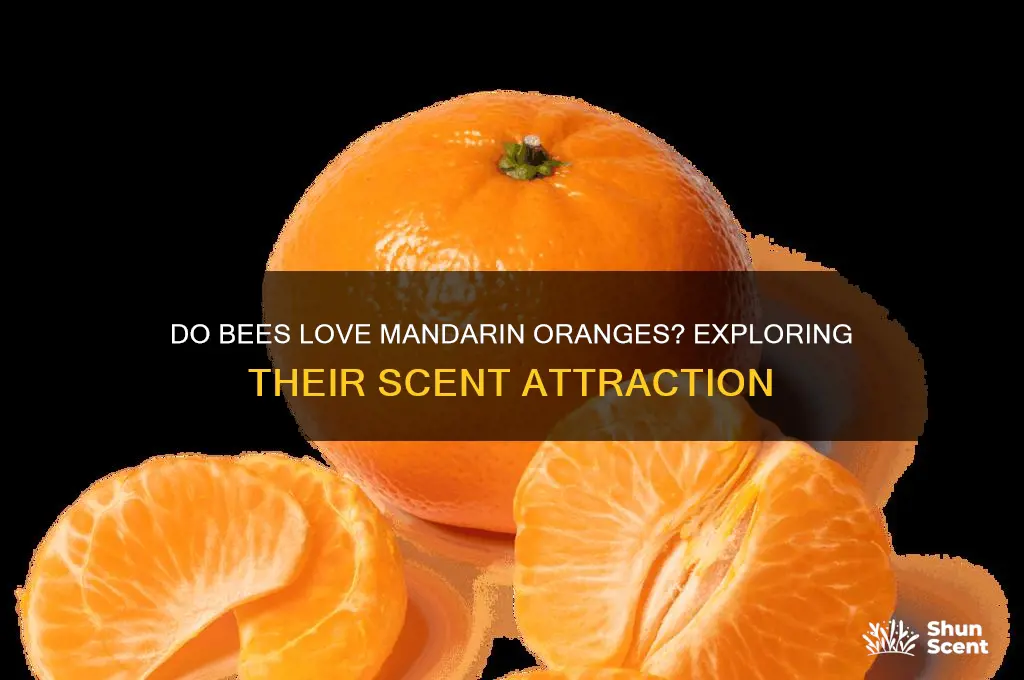 do bees like the scent of mandarin oranges