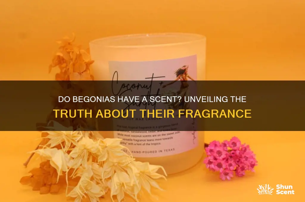 do begonias have a scent