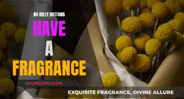 Exploring the Fragrance of Billy Buttons in Nature