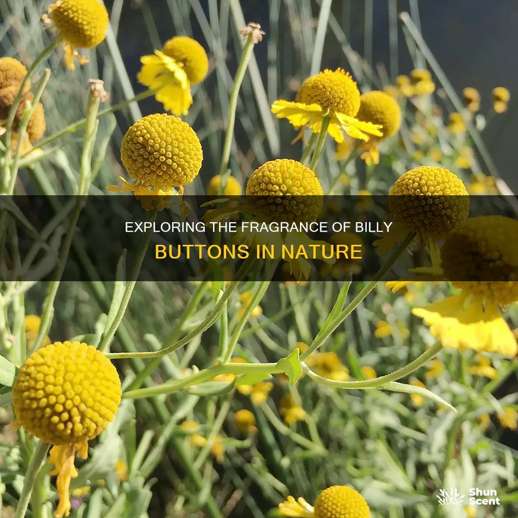 do billy buttons have a fragrance