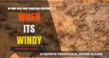Wind Challenges: How Bird Dogs Handle Scenting in Windy Conditions