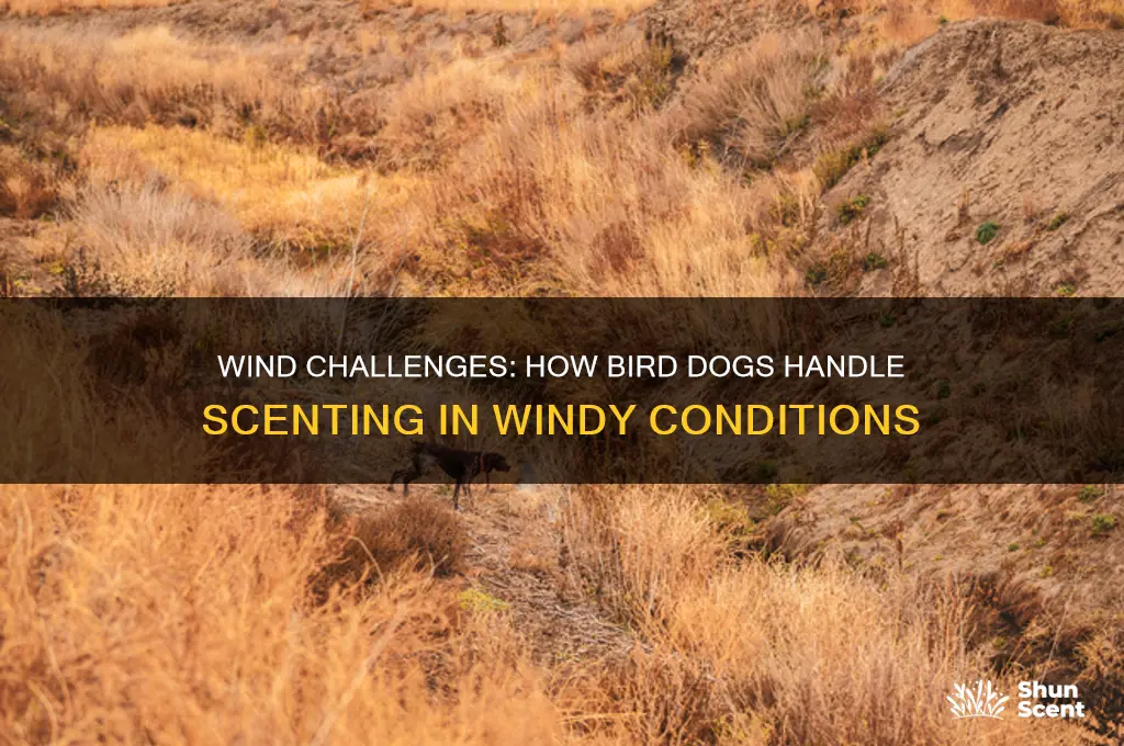 do bird dogs have problems scenting when its windy
