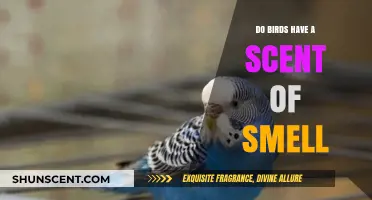 Can Birds Smell? Unveiling the Surprising Truth About Avian Olfaction