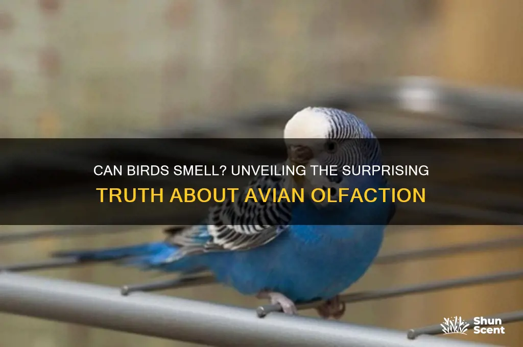 do birds have a scent of smell