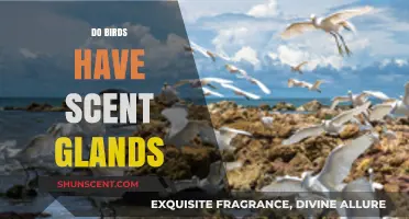 Do Birds Have Scent Glands? Uncovering Avian Olfactory Secrets