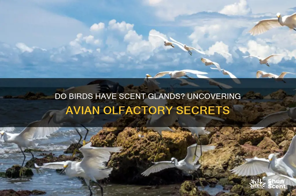 do birds have scent glands
