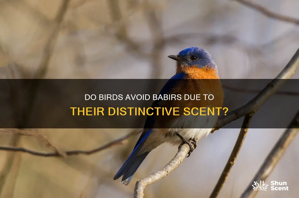 do birds leave babirs because of scent