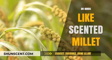 Do Birds Enjoy Scented Millet? Uncovering the Truth for Bird Lovers