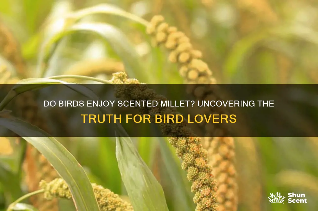 do birds like scented millet