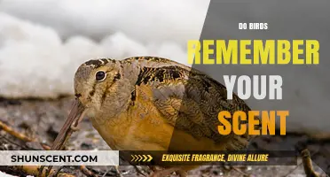 Can Birds Recognize Your Scent? Uncovering Avian Memory and Olfactory Abilities
