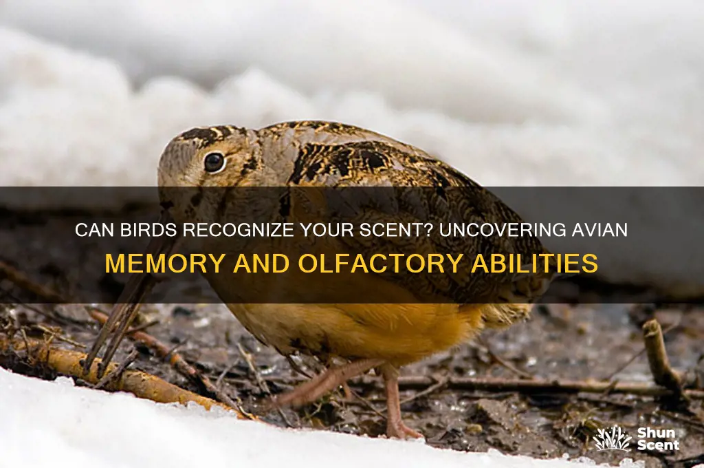 do birds remember your scent