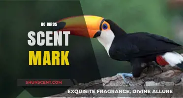 Do Birds Use Scent Marking? Unveiling Avian Communication Secrets
