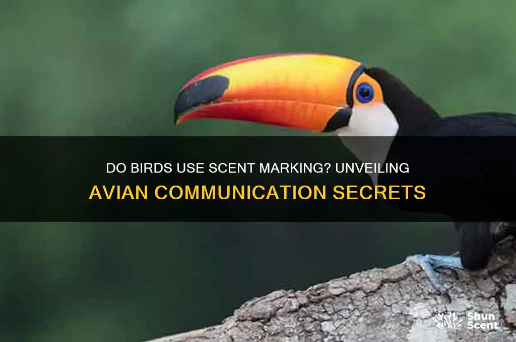 do birds scent mark