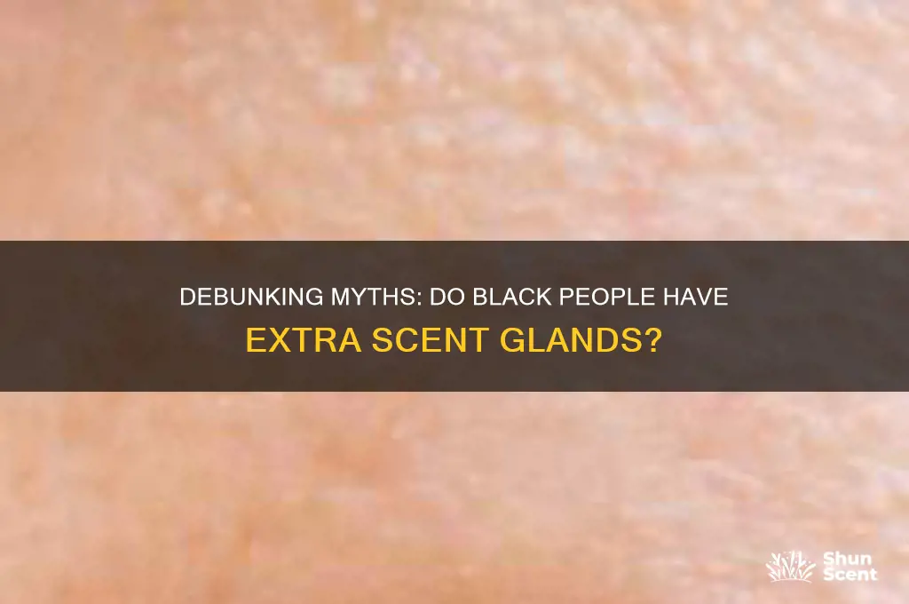 do black people have an extra scent glands