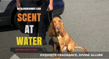Do Bloodhounds Lose Scent at Water? Unraveling the Myth