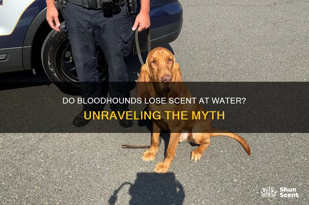do bloodhounds lose scent at water