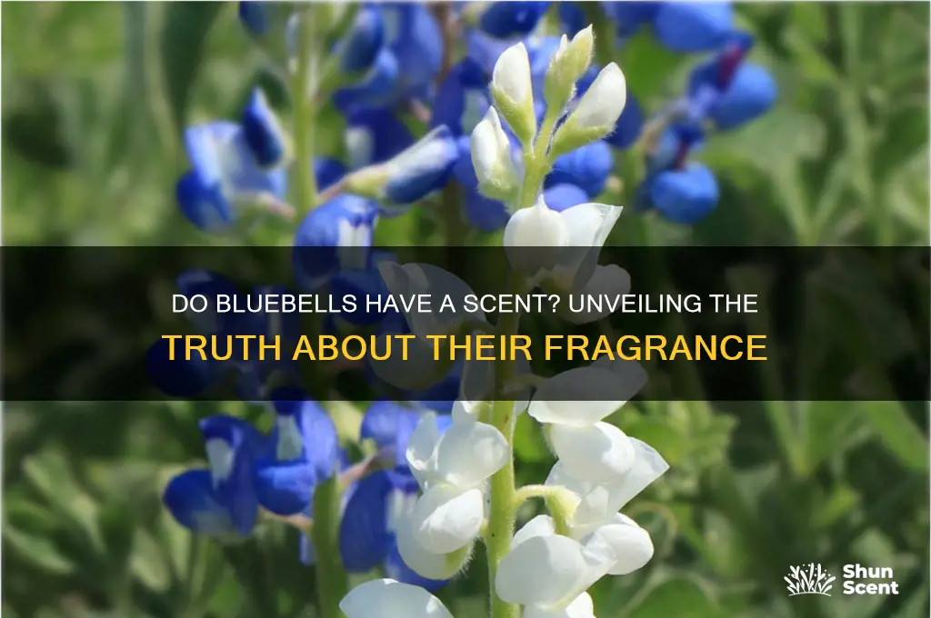 do bluebells have a scent