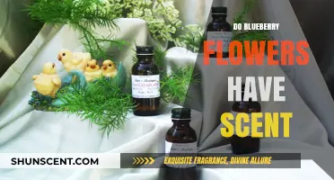Do Blueberry Flowers Have Scent? Unveiling the Aromatic Mystery