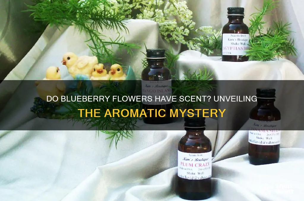 do blueberry flowers have scent