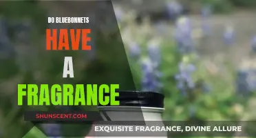 Bluebonnets: A Fragrant Texas Treat?