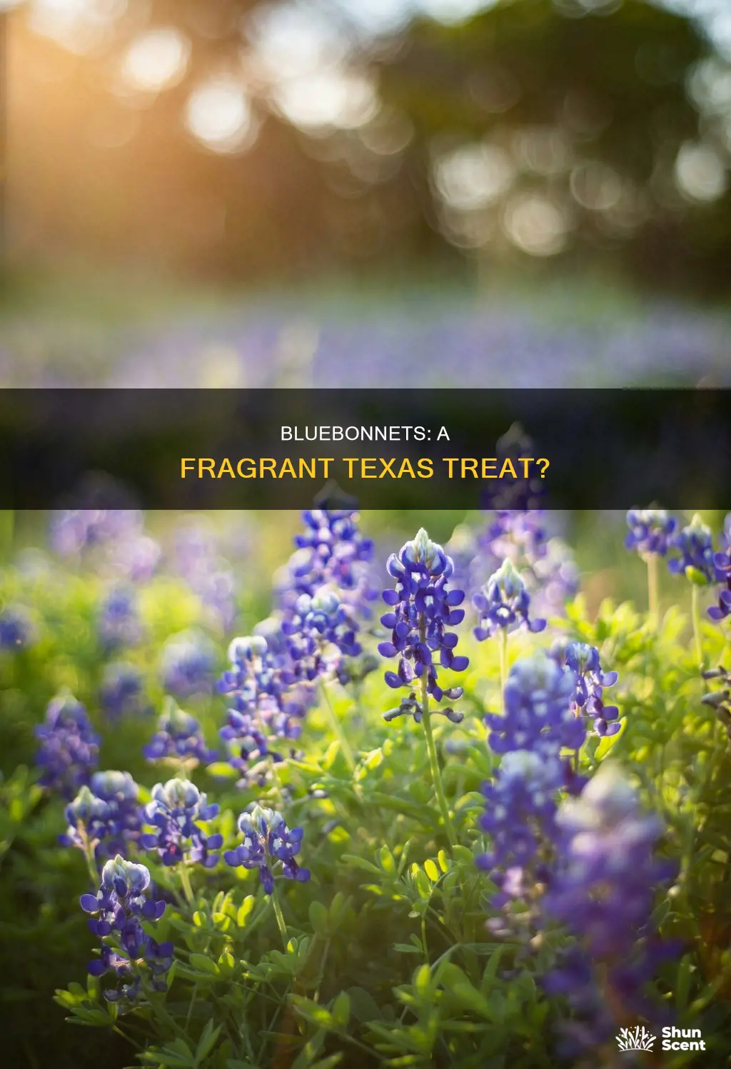 do bluebonnets have a fragrance