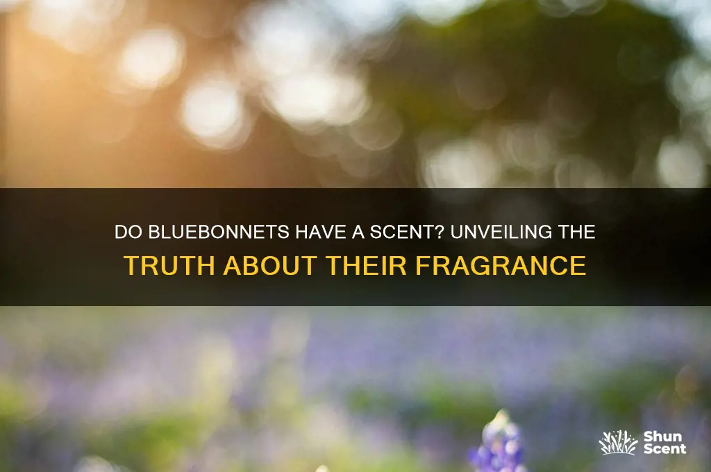 do bluebonnets have a scent